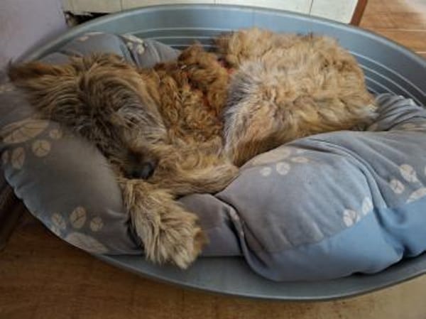 Lustiger verspielter Toffee