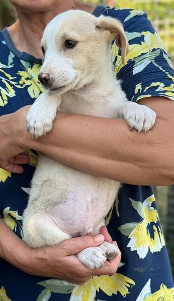 Kleiner Pollux sucht ein Zuhause