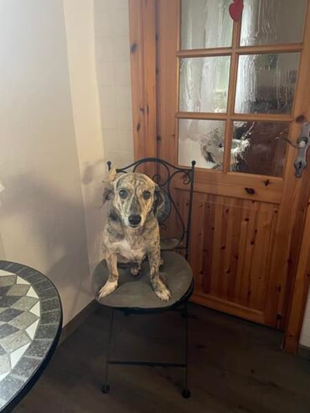 WIM - Kleiner Hund, ganz groß