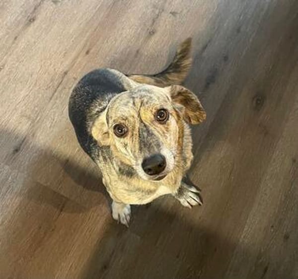 WIM - Kleiner Hund, ganz groß