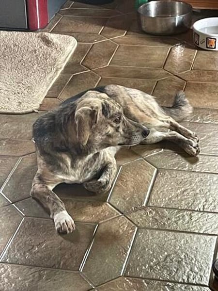 WIM - Kleiner Hund, ganz groß