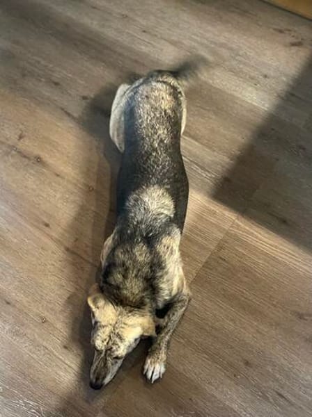 WIM - Kleiner Hund, ganz groß