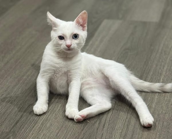 Blue (FR Amelie)