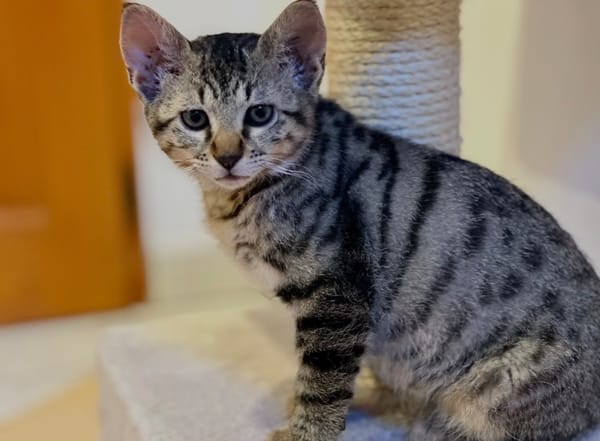Edgard [Chaton]