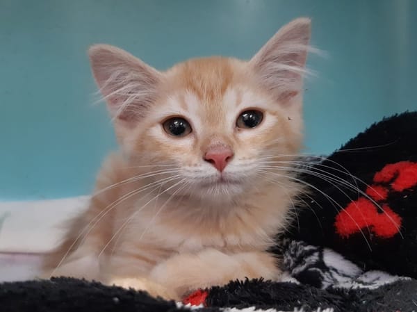 Raquette