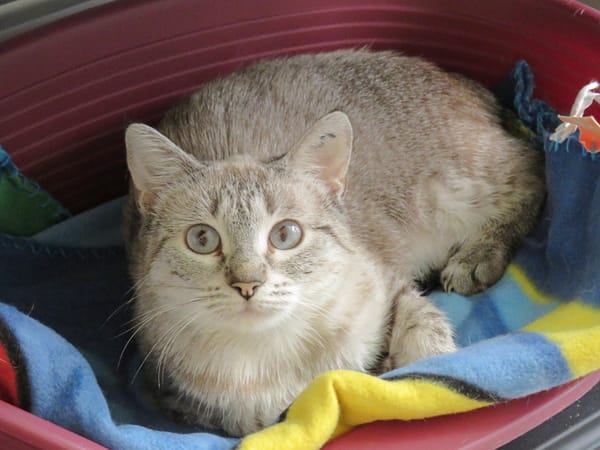 BIJOU (réservée)