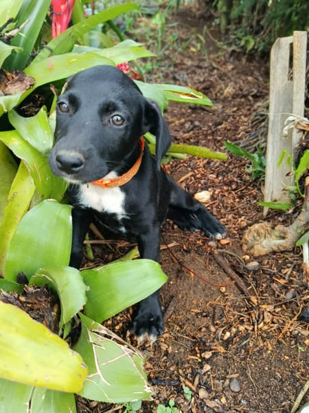 PEEKIE