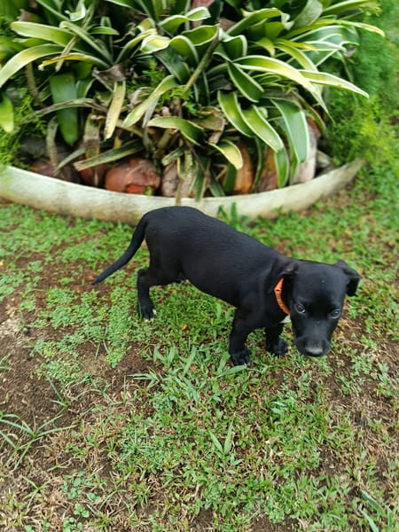 PEEKIE