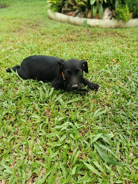 PEEKIE