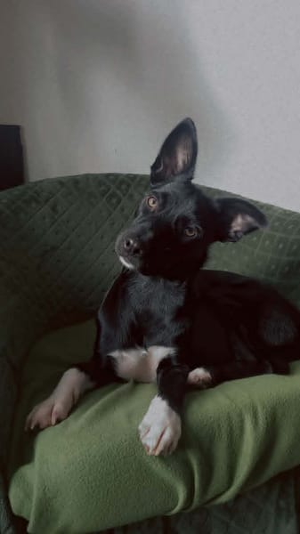 FREYA