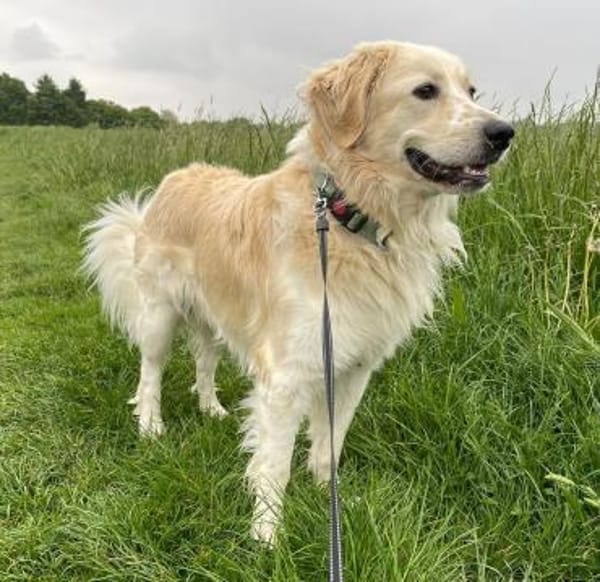 Tobia, Notfall in Deutschland