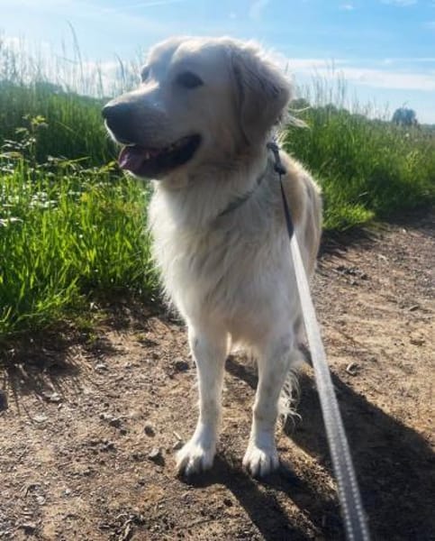 Tobia, Notfall in Deutschland