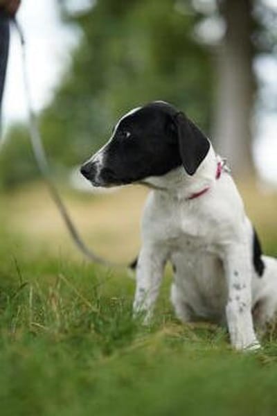 Bella - will die Welt entdecken!