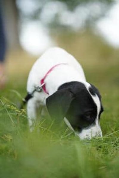 Bella - will die Welt entdecken!