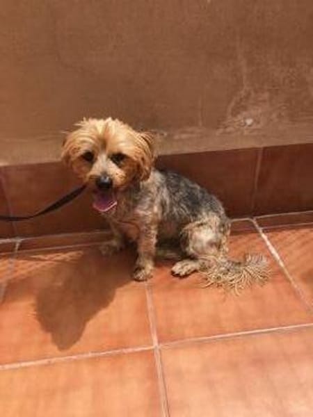 kleiner Tommy sucht neues Zuhause