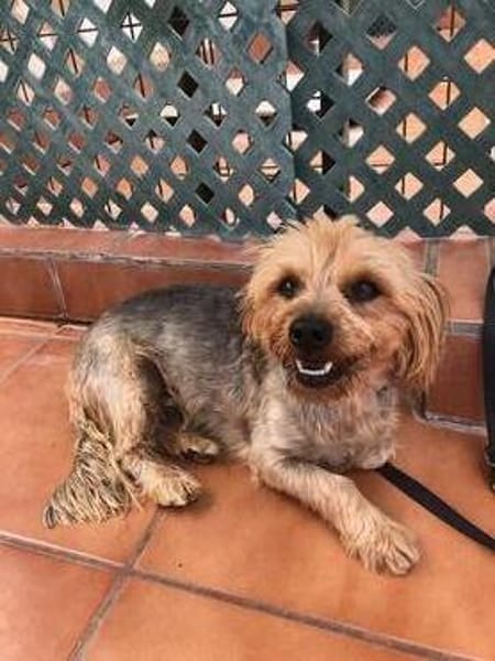 kleiner Tommy sucht neues Zuhause