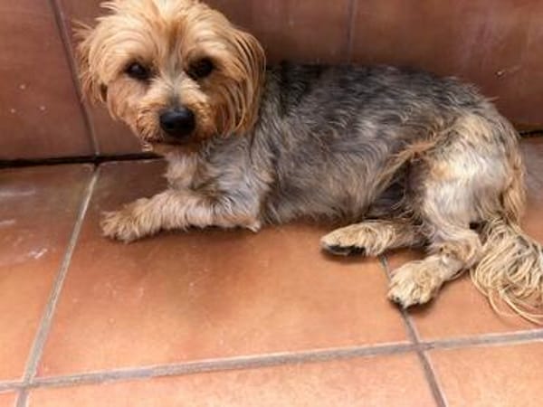 kleiner Tommy sucht neues Zuhause