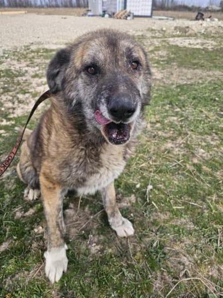 Senior Rusty sucht seine Herzensmenschen