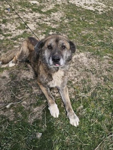 Senior Rusty sucht seine Herzensmenschen