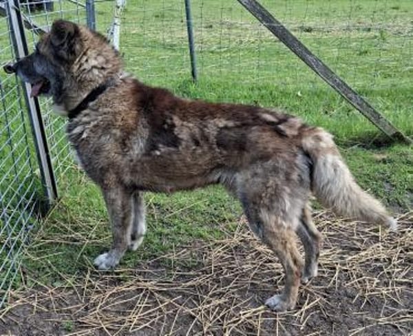 Senior Rusty sucht seine Herzensmenschen
