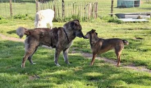 Senior Rusty sucht seine Herzensmenschen