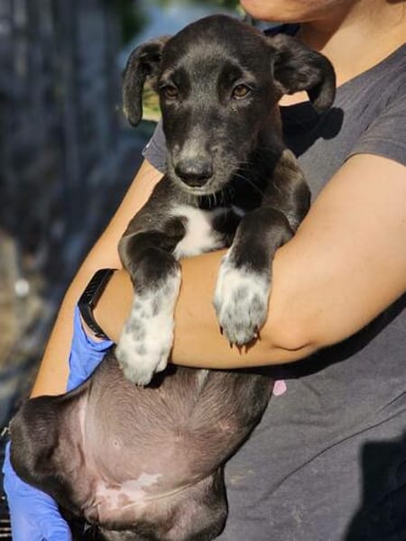 Windhund Mix Hündin Sucht ihr Zuhause