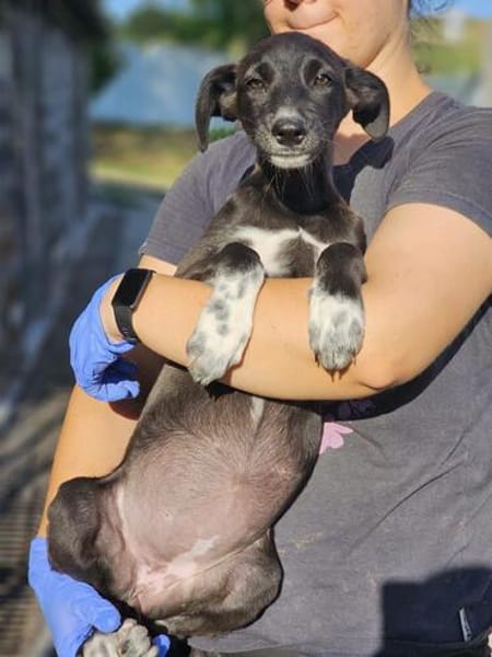 Windhund Mix Hündin Sucht ihr Zuhause