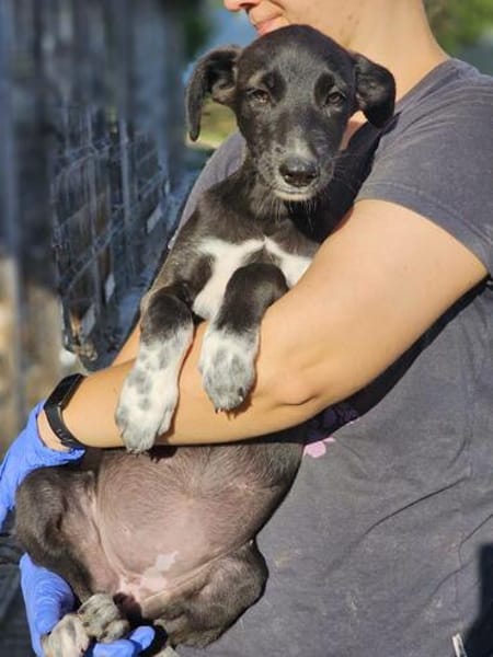 Windhund Mix Hündin Sucht ihr Zuhause