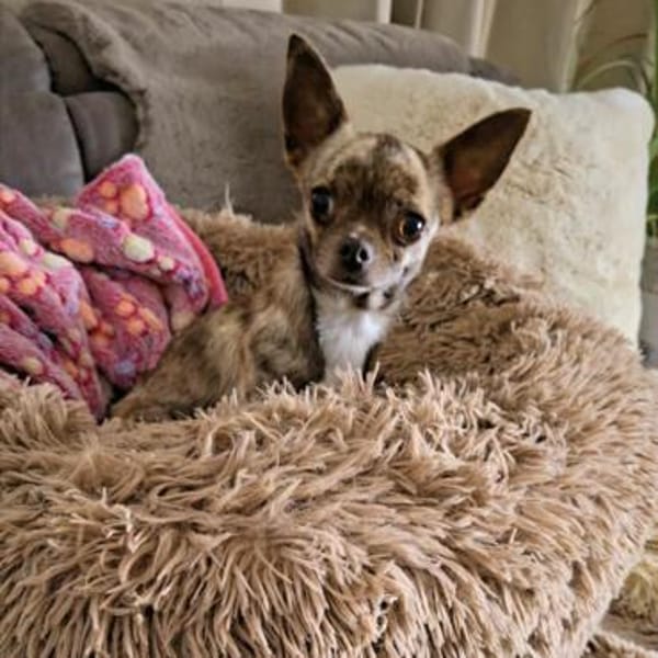 Zartes Seelchen Happy (2 J., Chihuahua) sucht Zuhause