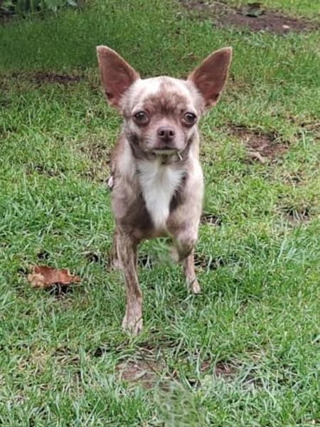 Zartes Seelchen Happy (2 J., Chihuahua) sucht Zuhause
