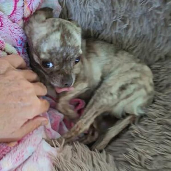 Zartes Seelchen Happy (2 J., Chihuahua) sucht Zuhause