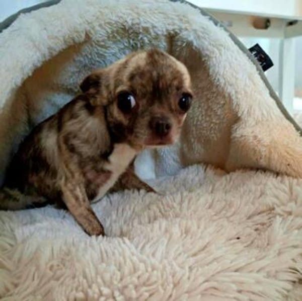 Zartes Seelchen Happy (2 J., Chihuahua) sucht Zuhause