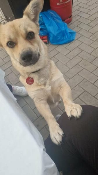 Berani in 49219 Glandorf sucht neues Zuhause oder PS