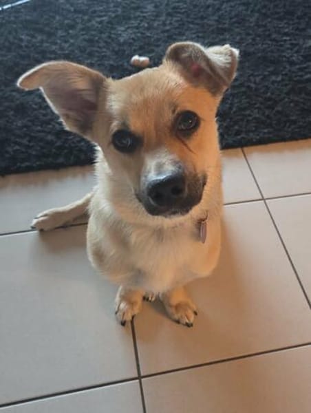 Berani in 49219 Glandorf sucht neues Zuhause oder PS