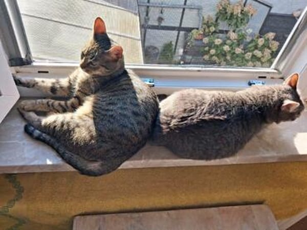 Alice und Chesire Liebe im Doppelpack - gemeinsames Zuhause