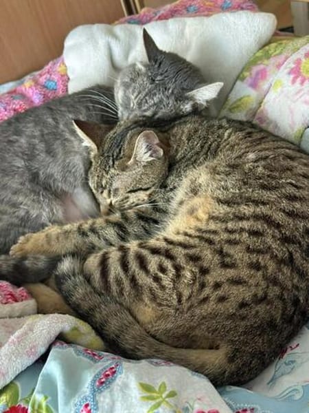 Alice und Chesire Liebe im Doppelpack - gemeinsames Zuhause