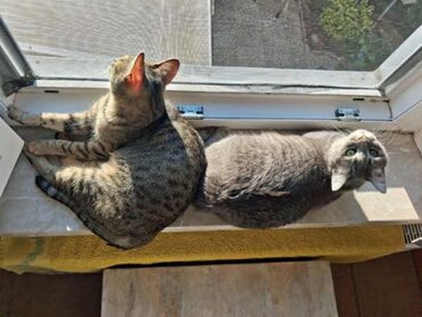 Alice und Chesire Liebe im Doppelpack - gemeinsames Zuhause