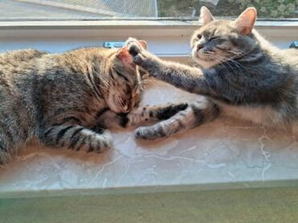 Alice und Chesire Liebe im Doppelpack - gemeinsames Zuhause
