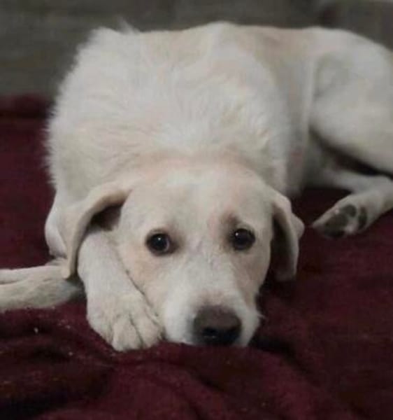Sparky Golden Retriever Mischling