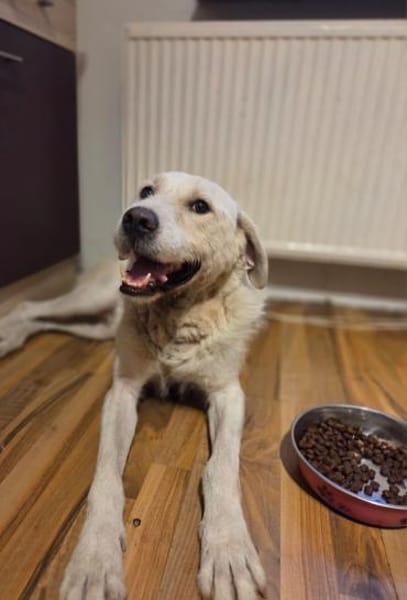 Sparky Golden Retriever Mischling
