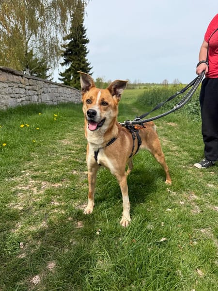 Ein ganz besonderer Hund - Trufito