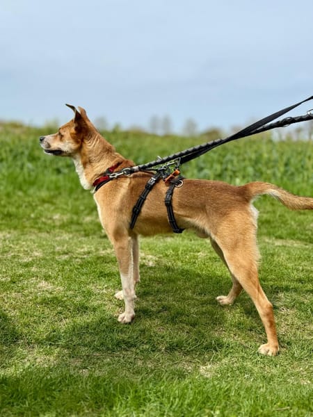 Ein ganz besonderer Hund - Trufito
