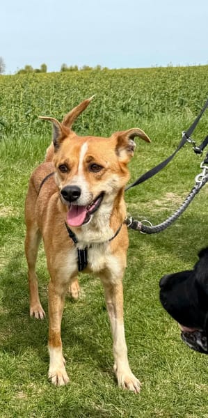 Ein ganz besonderer Hund - Trufito