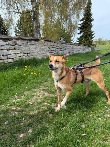 Ein ganz besonderer Hund - Trufito