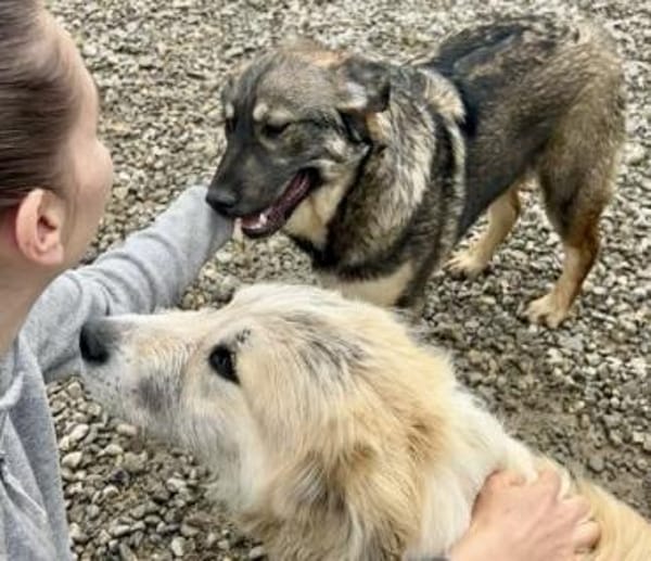 Scott - Findelkind auf Pflegestelle in Bayern sucht Zuhause