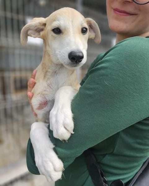 Rumänische Windhund Mix Hündin sucht ihre Familie