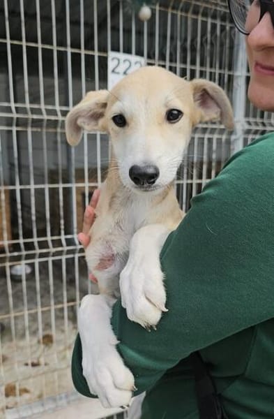 Rumänische Windhund Mix Hündin sucht ihre Familie