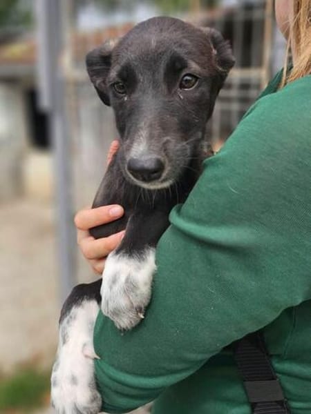 Rumänische Windhund Mix Hündin sucht ihre Familie