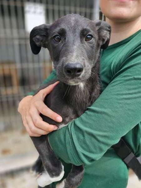 Rumänische Windhund Mix Hündin sucht ihre Familie