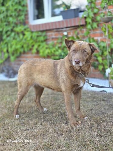 Nala  sanfte Hündin sucht ihr ruhiges Zuhause